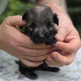 Molly - Fawn female Skye Terrier puppy in East Camden, Arkansas from A Plus A