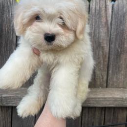 Male 2 - White female Coton de Tulear puppy in Yuba City, California from Sutter Buttes Coton De Tulear