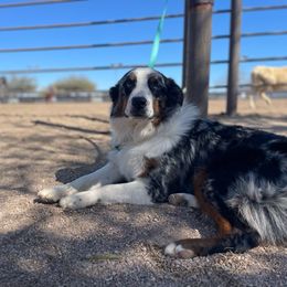 Pappy - Australian Shepherd