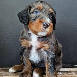 Reese's - Merle male Bernedoodle puppy in Decatur, Georgia from So Adoodable