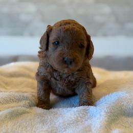 Blue - Apricot male Goldendoodle puppy in Payson, Utah from Country Sky Doodles