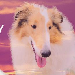 LILLY - Collie