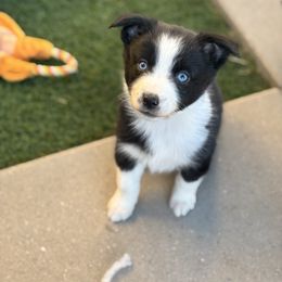 Teal - Black & white female Miniature Australian Shepherd puppy in Arizona from Country Charm Mini Aussies