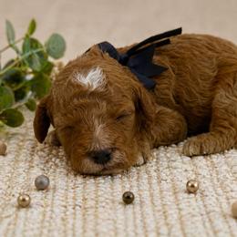 Black bow - Red male Cavapoo puppy in Waskom, Texas from Pearls & Curls doodles & poodles