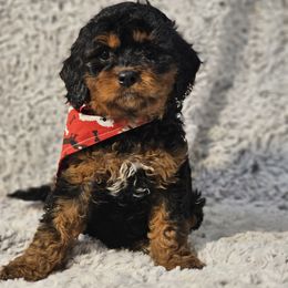 Bernedoodle, Bernese Mountain Dog, Cavapoo, Goldendoodle, and Poodle Puppies from Happy Valley Puppies