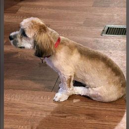 Brody - Brindle male Lhasa Apso puppy in Fort Worth, Texas from Cynthia's Lhasa Apsos