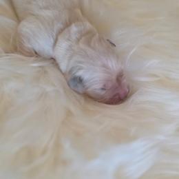 3 females and 1 male available from litter of 9 - Light golden female Golden Retriever puppy in Galt, California from Golden Hearts Ranch English Cream Retrievers