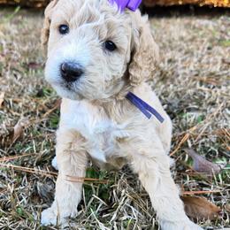 Goldendoodle Puppies from Ivey's Poodles & Doodles