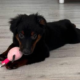 Greg Brandy - Black tri male Toy Australian Shepherd puppy in Sulphur, Louisiana from Triple J Aussies and Corgis