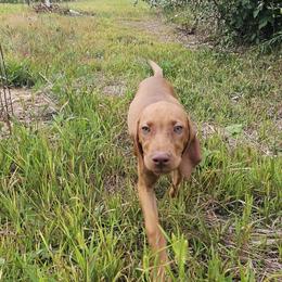 Vizsla Puppies from Driftless Vizslas