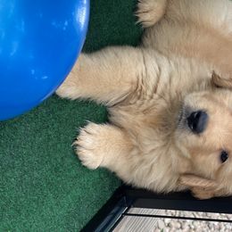 Golden Retriever and Siberian Husky Puppies from Nevani Goldens & Siberians