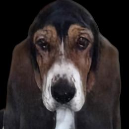 Stormy - Basset Hound