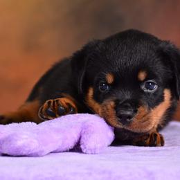 Rottweiler Puppies from Galaxia Rottweilers