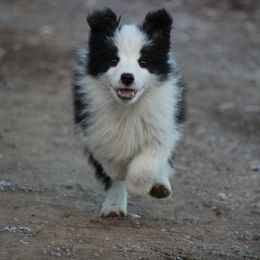 Border Collie Puppies from Kagee Border Collies