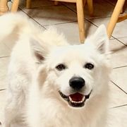 Jo Jo - American Eskimo Dog