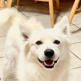 Jo Jo - American Eskimo Dog