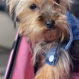 Yorkshire Terriers from Ideal Companions