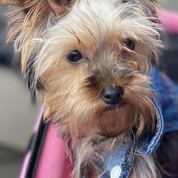 Yorkshire Terriers from Ideal Companions