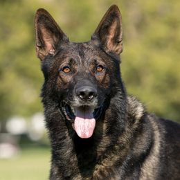 German Shepherds from Walburga German Shepherds