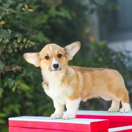 Yellow collar - Red female Pembroke Welsh Corgi puppy in Caliente, California from Rafter Cross 7