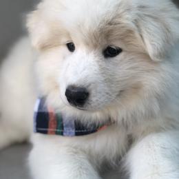 Samoyed Puppies from Morning Star Samoyeds