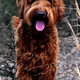 Australian Labradoodles from Cabin Hill Labradoodles