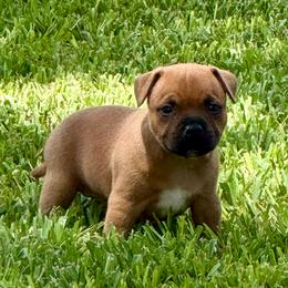 Male 3 - Red male Staffordshire Bull Terrier puppy in Lakeland, Florida from English Creek Staffords