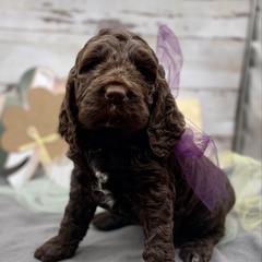 Girl 1 - Liver and white female Springerdoodle puppy in Lisbon, Ohio from Willow Lane Doodles
