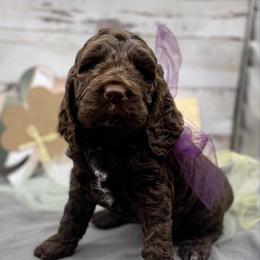 Girl 1 - Liver and white female Springerdoodle puppy in Lisbon, Ohio from Willow Lane Doodles
