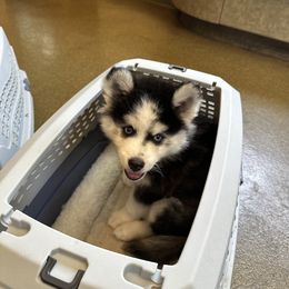 Kylo - Black and white Pomsky puppy in Sudbury, Massachusetts from Teddy Bear Pomskies