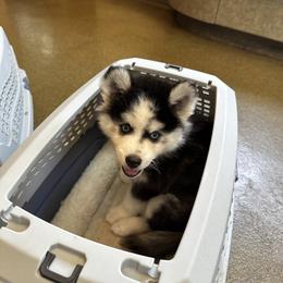 Kylo - Black and white Pomsky puppy in Sudbury, Massachusetts from Teddy Bear Pomskies
