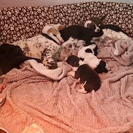 Basset Hound Puppies from Howlin Hounds