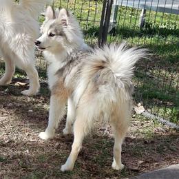 Pepper - Gray and white male Pomsky puppy in Idaho Falls, Idaho from Idaho Pomsky