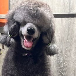 Flynn - Poodle