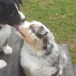 Australian Shepherds from Rush Creek Aussies