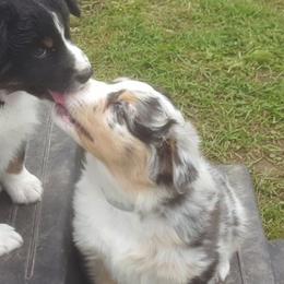 Australian Shepherds from Rush Creek Aussies