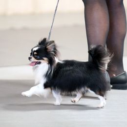 Royce - Chihuahua