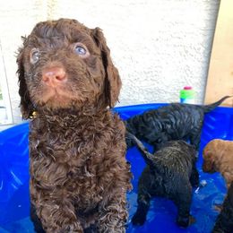 Goldendoodle and Labradoodle Puppies from West Valley Doodles