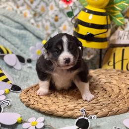 Foxy - Black tri-color female Australian Shepherd puppy in California from Eagle River Aussies
