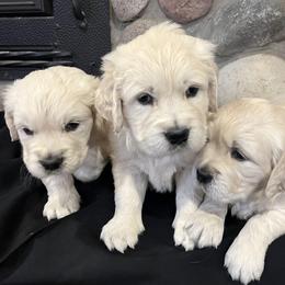 3rd Pick Male - Light golden male Golden Retriever puppy in Douglas, Wyoming from White River Retrievers