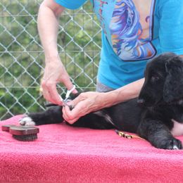 Afghan Hound Puppies from Ahava Afghan Hounds