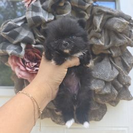 Heidi - Black female Pomeranian puppy in Smithville, Texas from Lafary Poms
