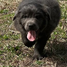Gray Light Blue - Gray male Newfoundland puppy in Lenoir, North Carolina from Double T Newfoundlands & Cocker Spaniels
