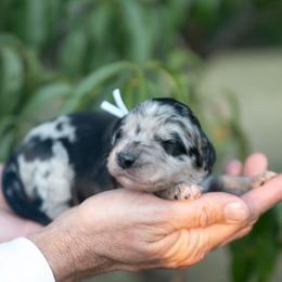 Indigo - Blue merle female Bordoodle puppy in Conway, Missouri from 2J 2K Bordoodles