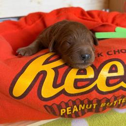 Walnut (Wally) Green - Red  male Goldendoodle puppy in Toledo, Ohio from Avery Doodle Day LLC