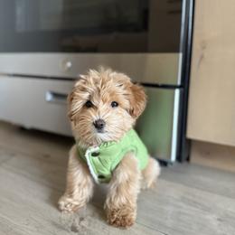 Bernedoodle, Cavapoo, Havanese, and Havapoo Puppies from Lady Paws Puppies - Cassie