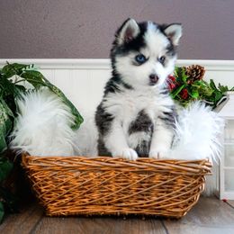 Pomsky Puppies from Arctic Star Pomskies