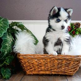 Pomsky Puppies from Arctic Star Pomskies