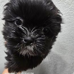 Midnight - Black and white female Shih Tzu puppy in Cabot, Arkansas from Borderland's Kennel