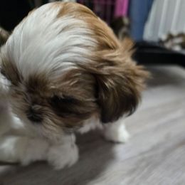 Truly - Liver and white female Shih Tzu puppy in Filer, Idaho from Shih Tzu Kennels